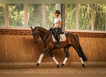 Hannoveraner, Stute, 4 Jahre, 167 cm, Dunkelbrauner