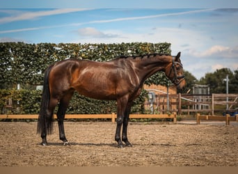 Hannoveraner, Stute, 4 Jahre, 167 cm, Dunkelbrauner