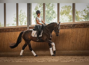 Hannoveraner, Stute, 4 Jahre, 167 cm, Dunkelbrauner