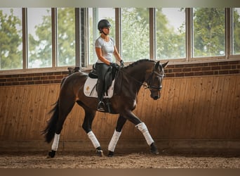 Hannoveraner, Stute, 4 Jahre, 167 cm, Dunkelbrauner