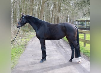 Hannoveraner, Stute, 4 Jahre, 167 cm, Dunkelbrauner