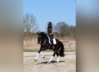 Hannoveraner, Stute, 4 Jahre, 167 cm, Dunkelbrauner
