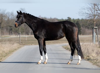 Hannoveraner, Stute, 4 Jahre, 167 cm, Dunkelbrauner