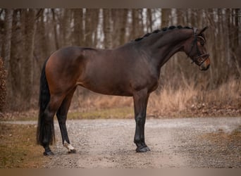 Hannoveraner, Stute, 4 Jahre, 167 cm, Dunkelbrauner