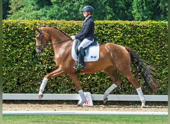 Hannoveraner, Stute, 4 Jahre, 167 cm, Dunkelfuchs