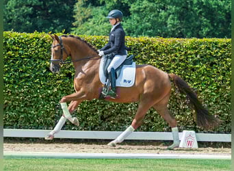 Hannoveraner, Stute, 4 Jahre, 167 cm, Dunkelfuchs