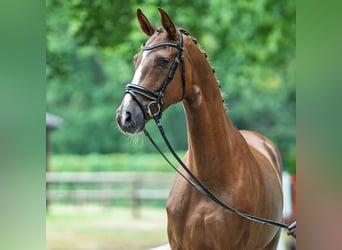 Hannoveraner, Stute, 4 Jahre, 167 cm, Dunkelfuchs