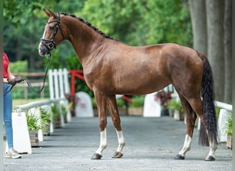 Hannoveraner, Stute, 4 Jahre, 167 cm, Dunkelfuchs
