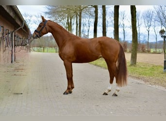 Hannoveraner, Stute, 4 Jahre, 167 cm, Fuchs