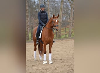 Hannoveraner, Stute, 4 Jahre, 167 cm, Fuchs