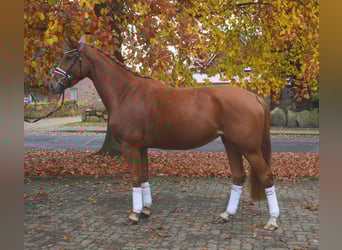 Hannoveraner, Stute, 4 Jahre, 167 cm, Fuchs