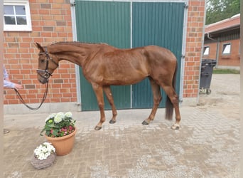 Hannoveraner, Stute, 4 Jahre, 167 cm, Fuchs