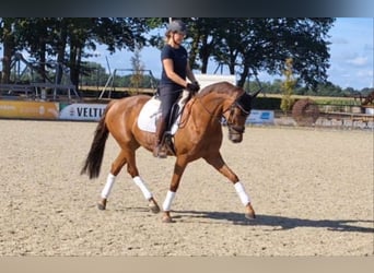 Hannoveraner, Stute, 4 Jahre, 167 cm, Fuchs