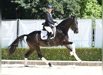 Hannoveraner, Stute, 4 Jahre, 167 cm, Rappe