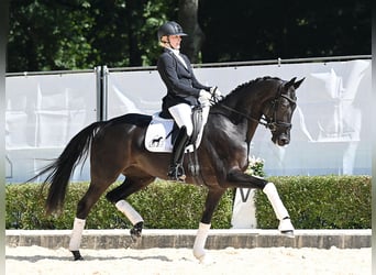 Hannoveraner, Stute, 4 Jahre, 167 cm, Rappe