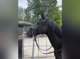 Hannoveraner, Stute, 4 Jahre, 167 cm, Rappe