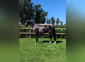 Hannoveraner, Stute, 4 Jahre, 167 cm, Rappe