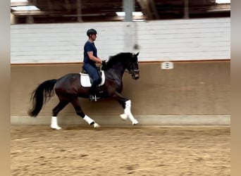 Hannoveraner, Stute, 4 Jahre, 167 cm, Rappe