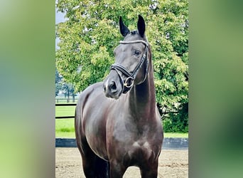 Hannoveraner, Stute, 4 Jahre, 167 cm, Rappe