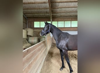 Hannoveraner, Stute, 4 Jahre, 167 cm, Rappe