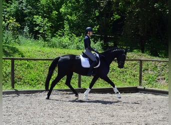 Hannoveraner, Stute, 4 Jahre, 167 cm, Rappe