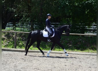Hannoveraner, Stute, 4 Jahre, 167 cm, Rappe