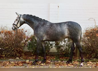 Hannoveraner, Stute, 4 Jahre, 167 cm, Schimmel