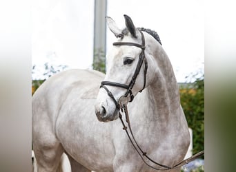 Hannoveraner, Stute, 4 Jahre, 167 cm, Schimmel