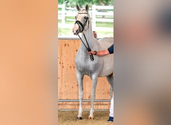 Hannoveraner, Stute, 4 Jahre, 167 cm, Schimmel