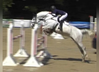 Hannoveraner, Stute, 4 Jahre, 167 cm, Schimmel