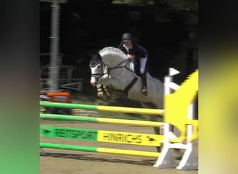 Hannoveraner, Stute, 4 Jahre, 167 cm, Schimmel