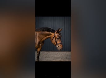 Hannoveraner, Stute, 4 Jahre, 167 cm, Schwarzbrauner