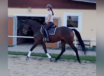 Hannoveraner, Stute, 4 Jahre, 168 cm, Brauner