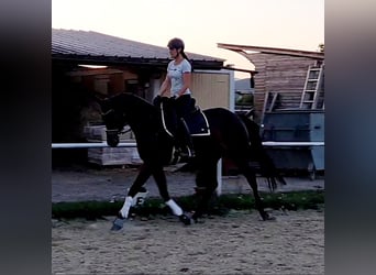 Hannoveraner, Stute, 4 Jahre, 168 cm, Brauner