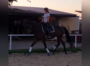 Hannoveraner, Stute, 4 Jahre, 168 cm, Brauner