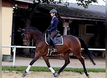 Hannoveraner, Stute, 4 Jahre, 168 cm, Brauner