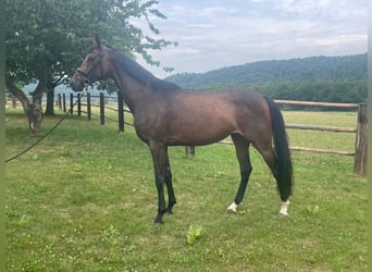 Hannoveraner, Stute, 4 Jahre, 168 cm, Brauner