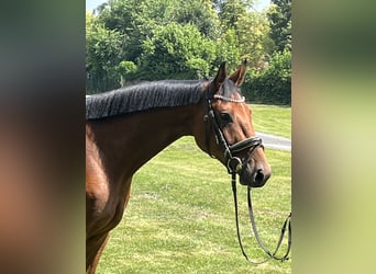 Hannoveraner, Stute, 4 Jahre, 168 cm, Brauner