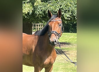 Hannoveraner, Stute, 4 Jahre, 168 cm, Brauner