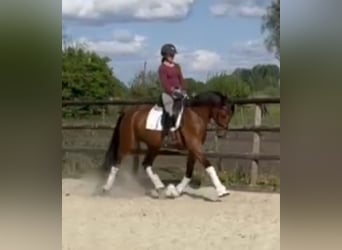 Hannoveraner, Stute, 4 Jahre, 168 cm, Brauner