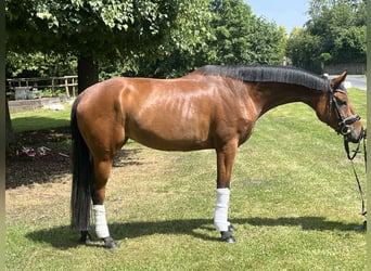 Hannoveraner, Stute, 4 Jahre, 168 cm, Brauner
