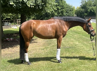 Hannoveraner, Stute, 4 Jahre, 168 cm, Brauner