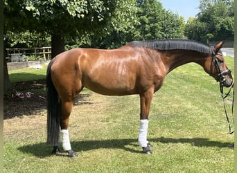 Hannoveraner, Stute, 4 Jahre, 168 cm, Brauner
