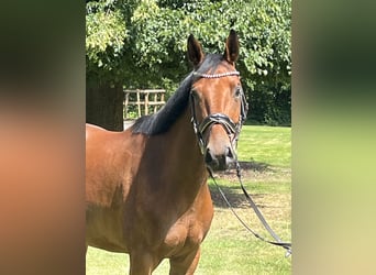 Hannoveraner, Stute, 4 Jahre, 168 cm, Brauner