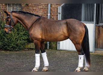 Hannoveraner, Stute, 4 Jahre, 168 cm, Brauner