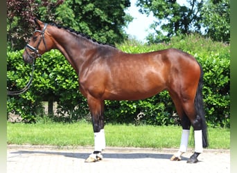 Hannoveraner, Stute, 4 Jahre, 168 cm, Brauner