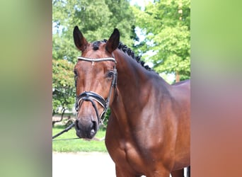 Hannoveraner, Stute, 4 Jahre, 168 cm, Brauner