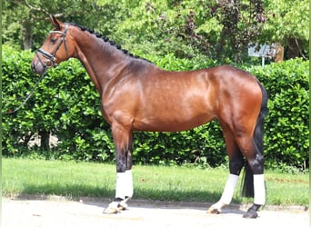 Hannoveraner, Stute, 4 Jahre, 168 cm, Brauner