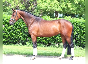 Hannoveraner, Stute, 4 Jahre, 168 cm, Brauner