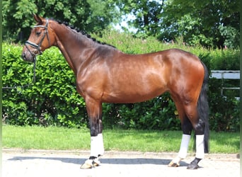 Hannoveraner, Stute, 4 Jahre, 168 cm, Brauner